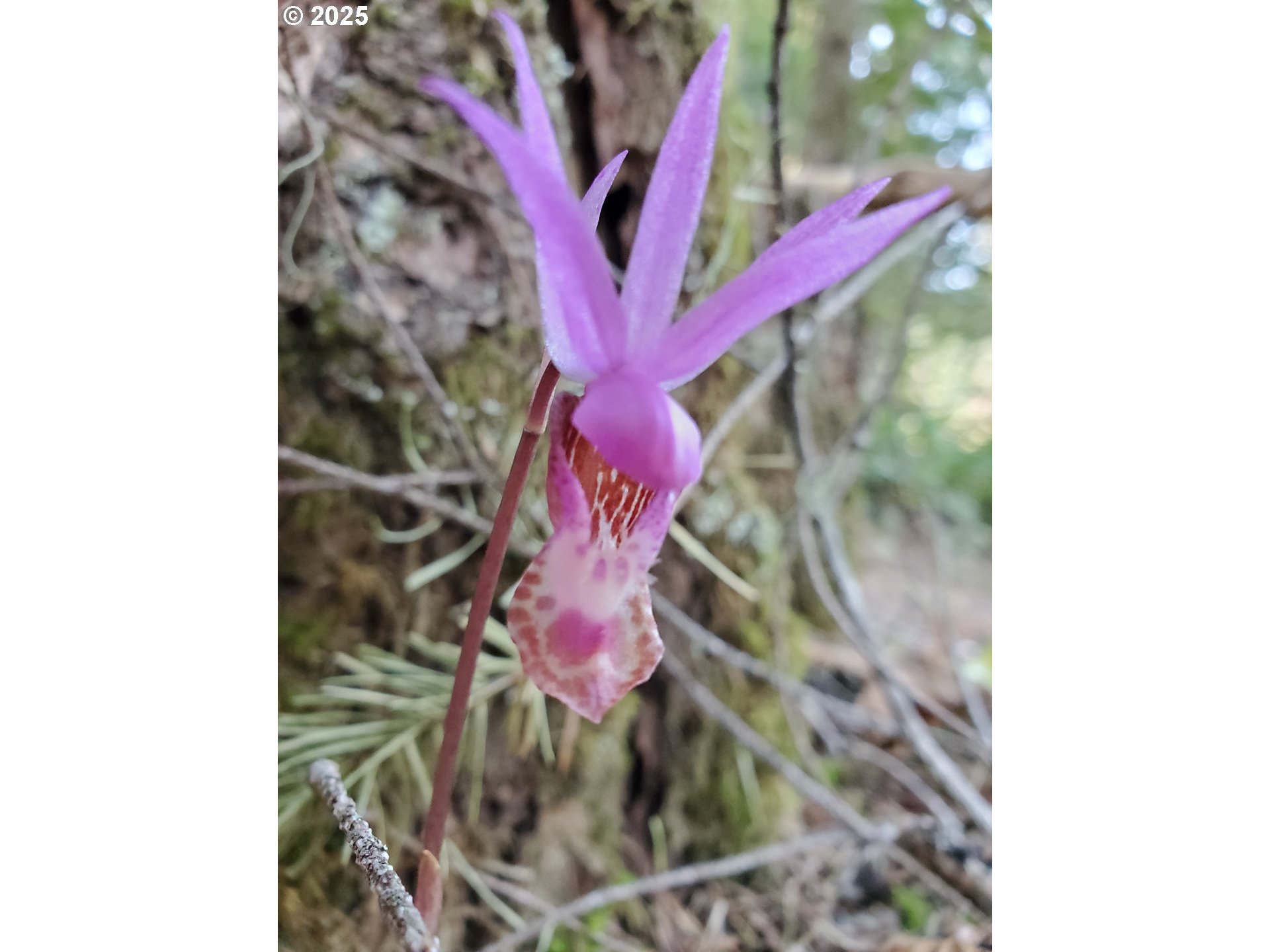 55690 McKenzie River Drive Blue River, OR 97413 - Photo 34 of 41 a view of a flower pot