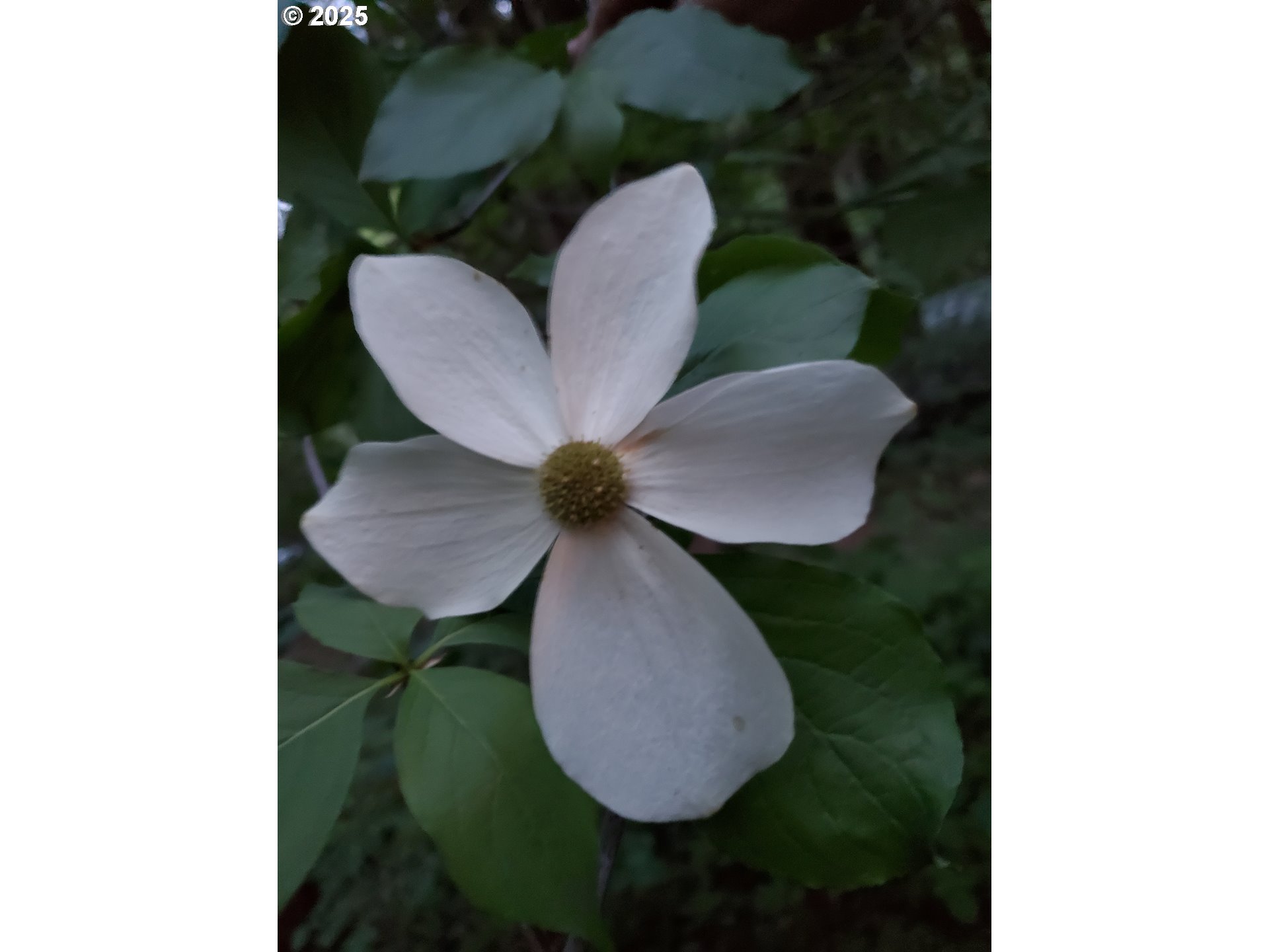 55690 McKenzie River Drive Blue River, OR 97413 - Photo 35 of 41