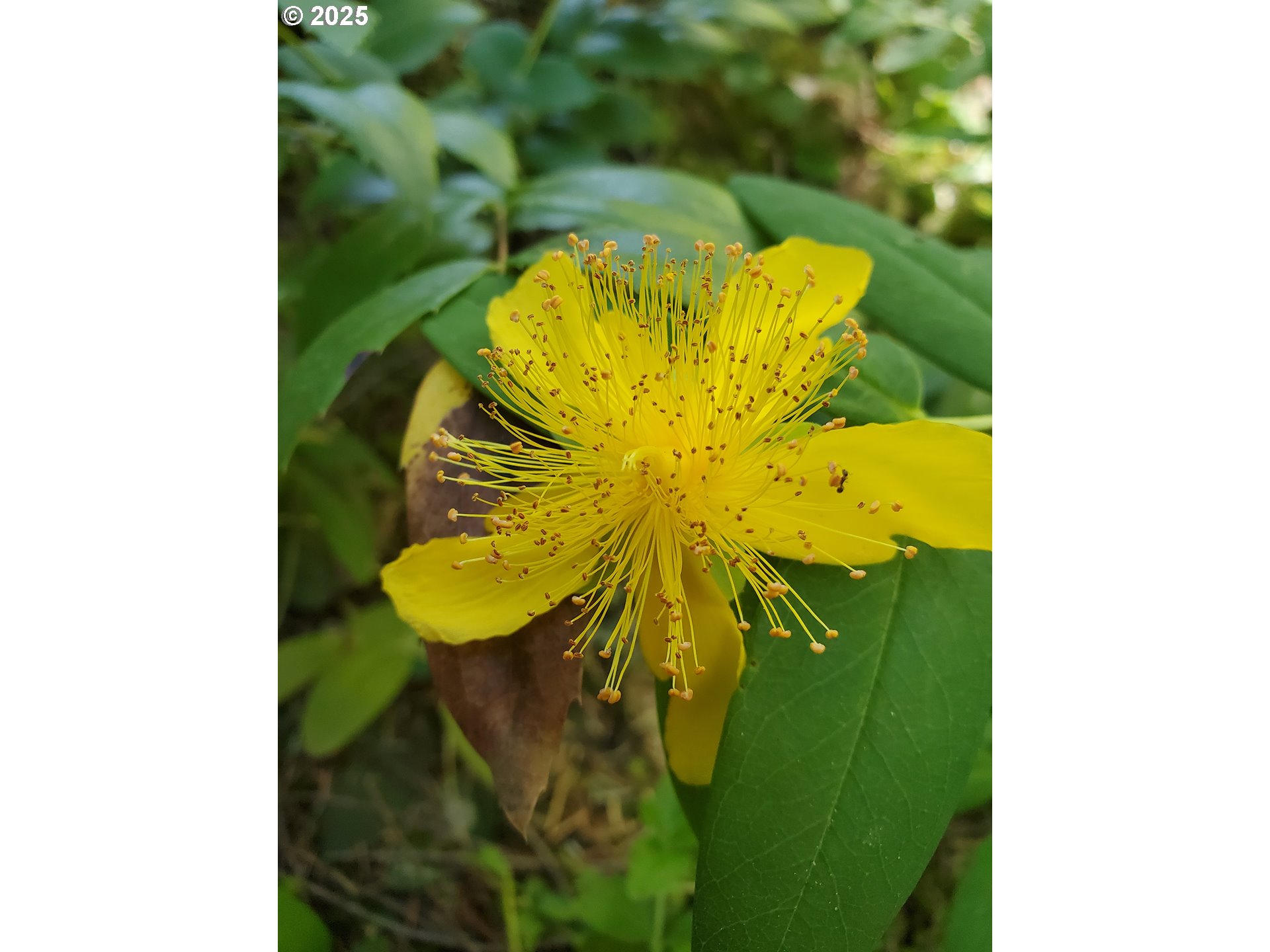 55690 McKenzie River Drive Blue River, OR 97413 - Photo 36 of 41 a close up of a mirror of a wall