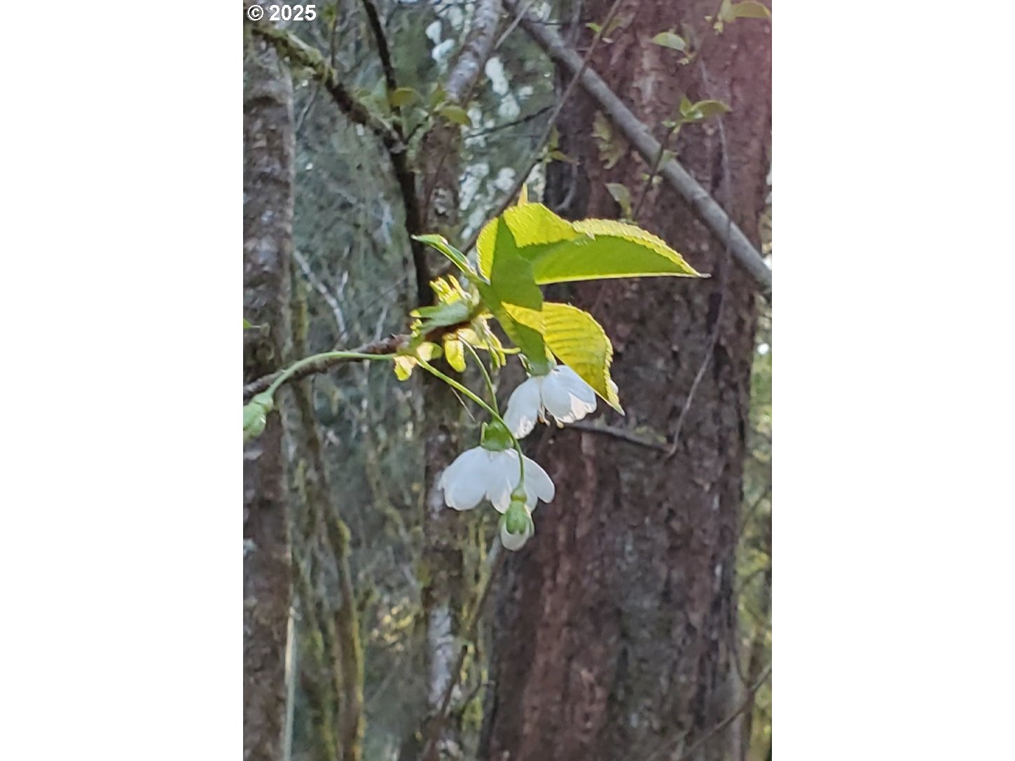 55690 McKenzie River Drive Blue River, OR 97413 - Photo 37 of 41 a picture of a bathroom with a sink