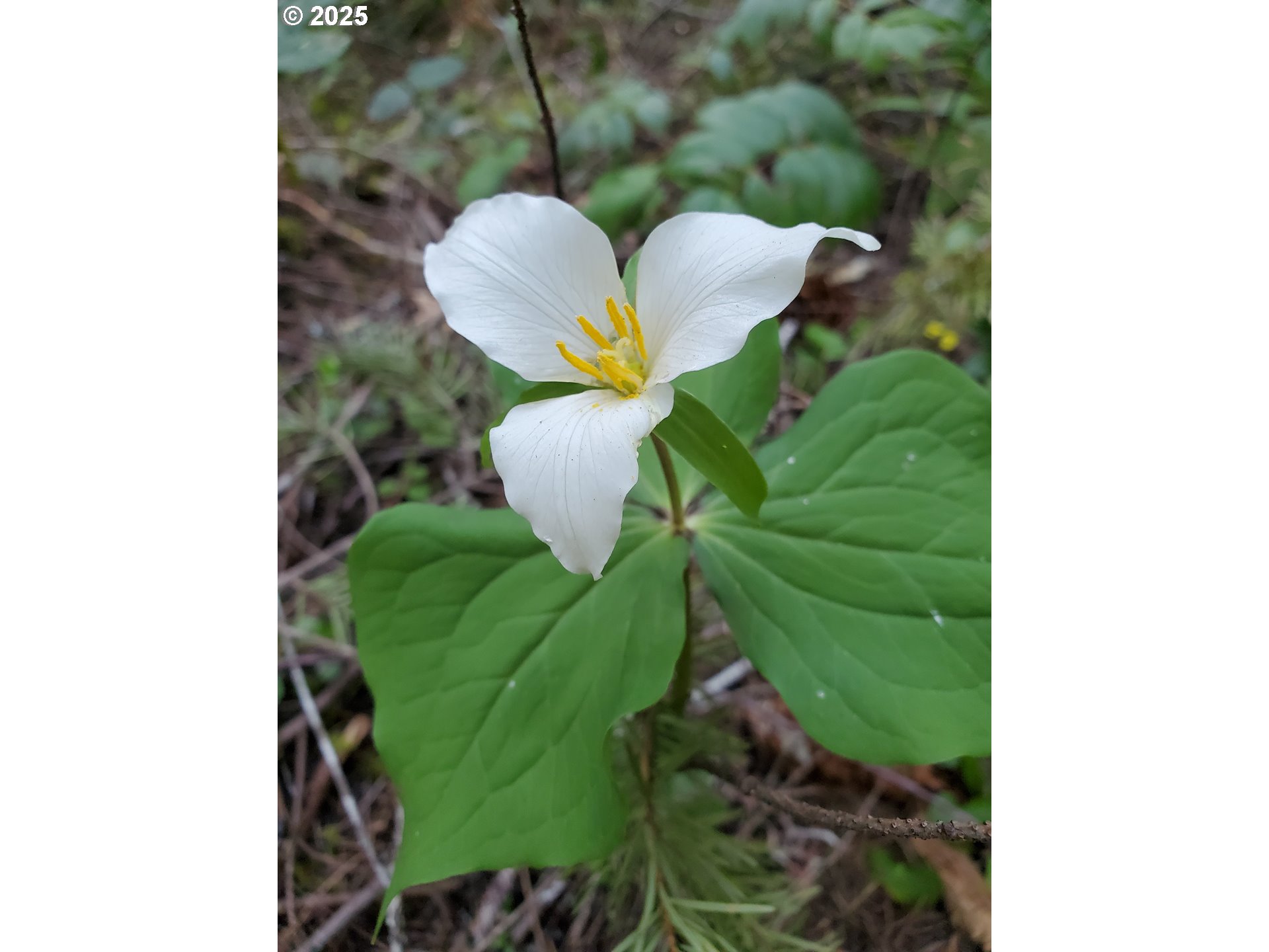 55690 McKenzie River Drive Blue River, OR 97413 - Photo 38 of 41