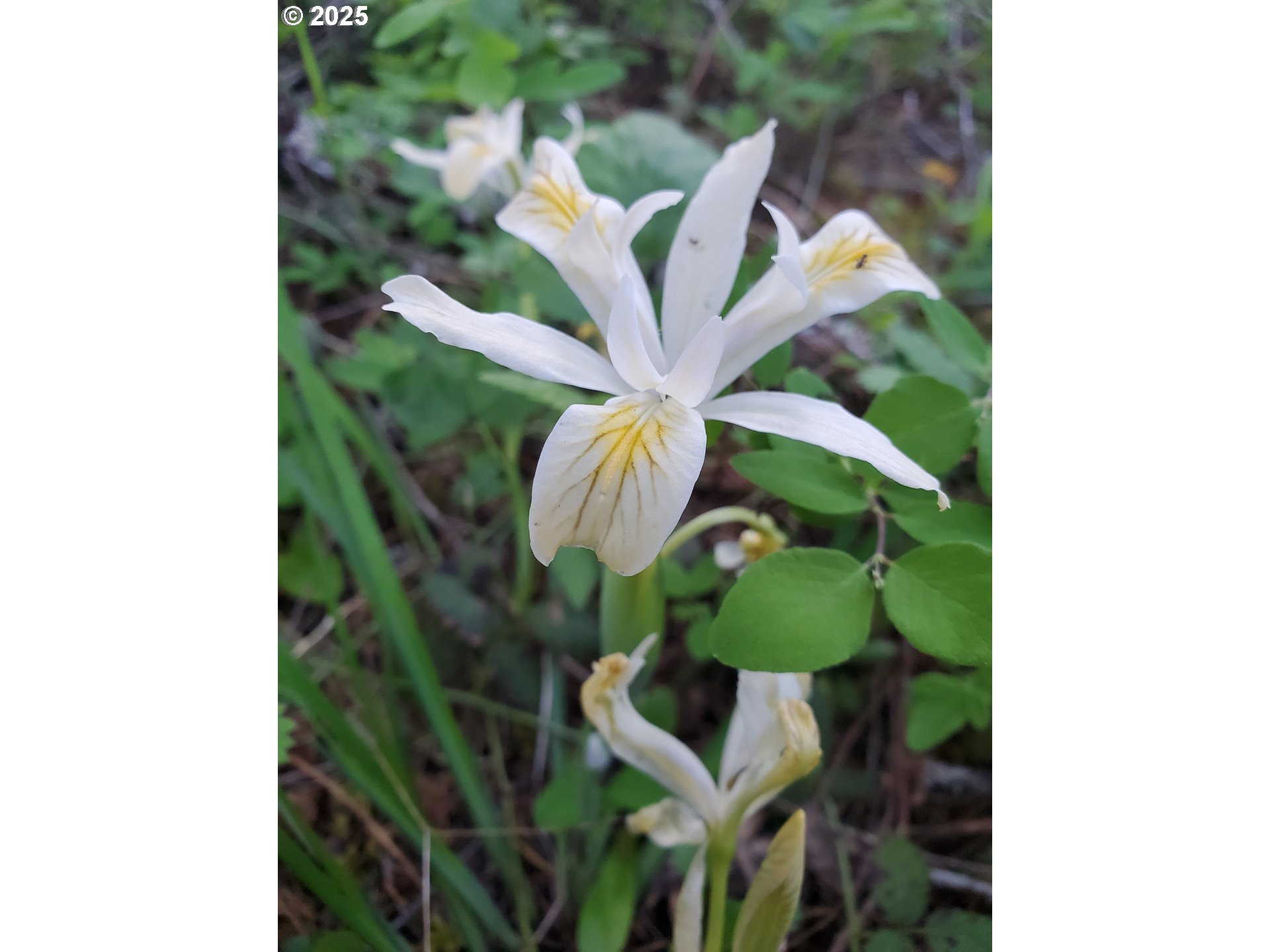 55690 McKenzie River Drive Blue River, OR 97413 - Photo 39 of 41 a close up of a flower in a garden