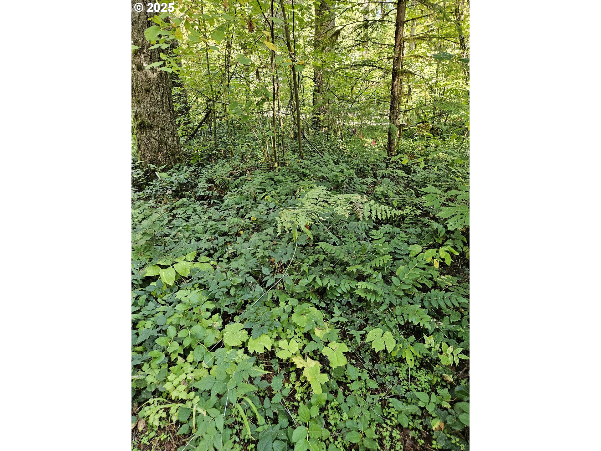 55690 McKenzie River Drive Blue River, OR 97413 - Photo 40 of 41 a close up of a plant in a garden