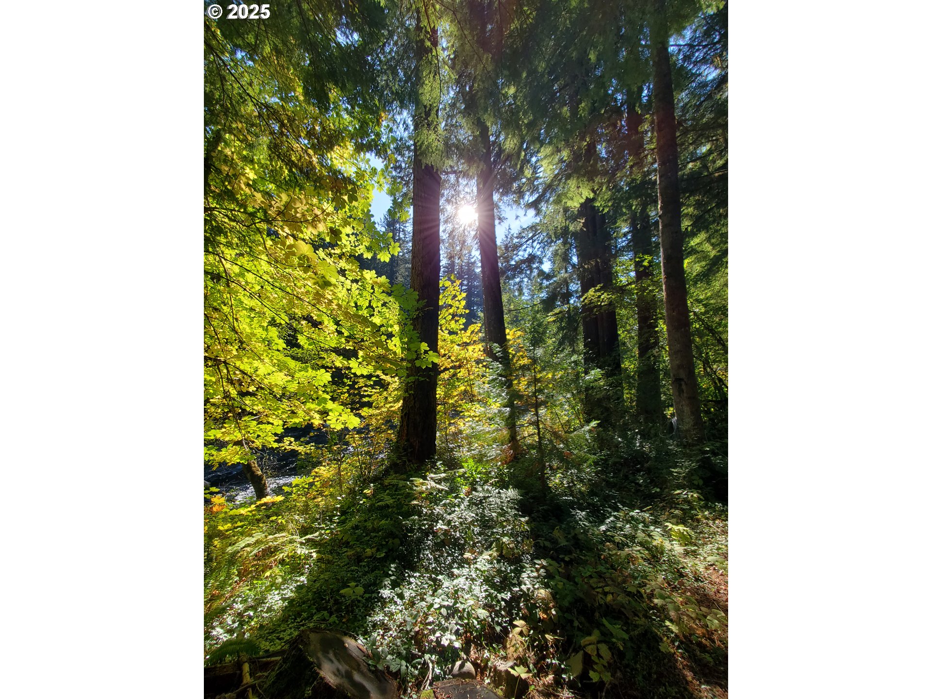 55690 McKenzie River Drive Blue River, OR 97413 - Photo 41 of 41 a backyard of a house