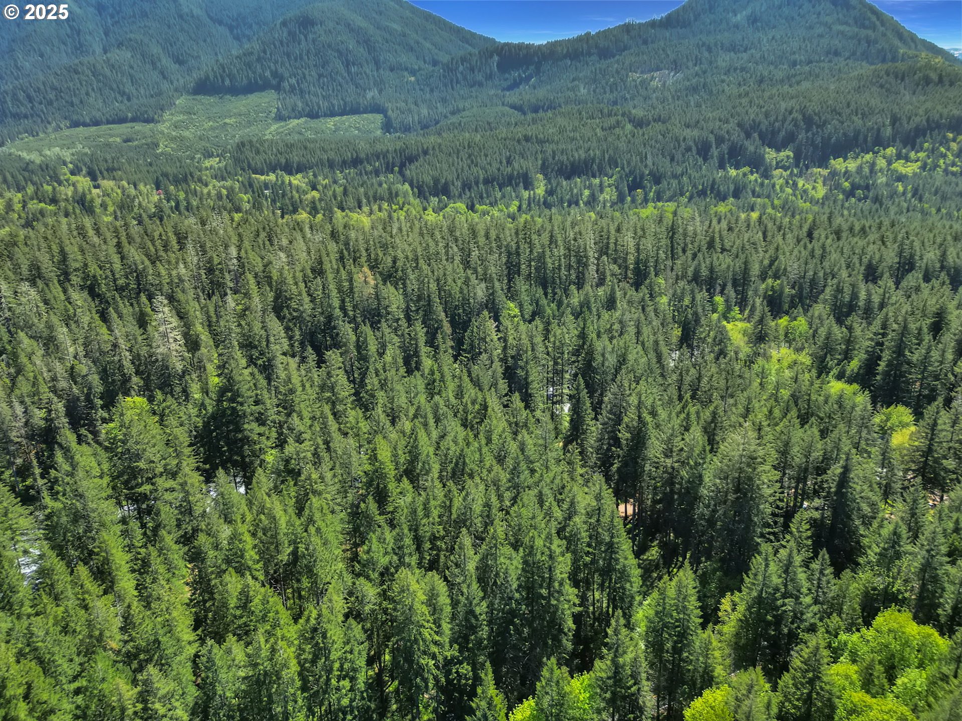 55690 McKenzie River Drive Blue River, OR 97413 - Photo 5 of 41 a view of a lush green forest with trees and some houses