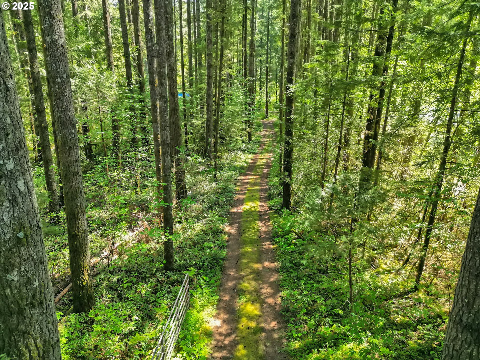 55690 McKenzie River Drive Blue River, OR 97413 - Photo 7 of 41 a view of a lush green forest