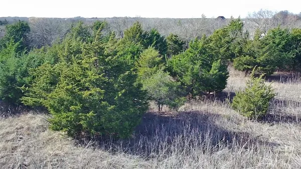 a view of a forest with a tree