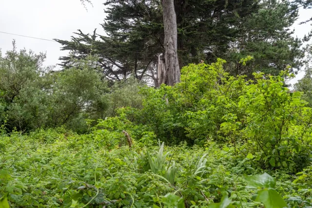 a backyard of a house with lots of green space and garden