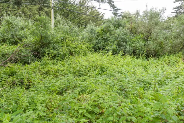 a view of a lush green forest with large trees