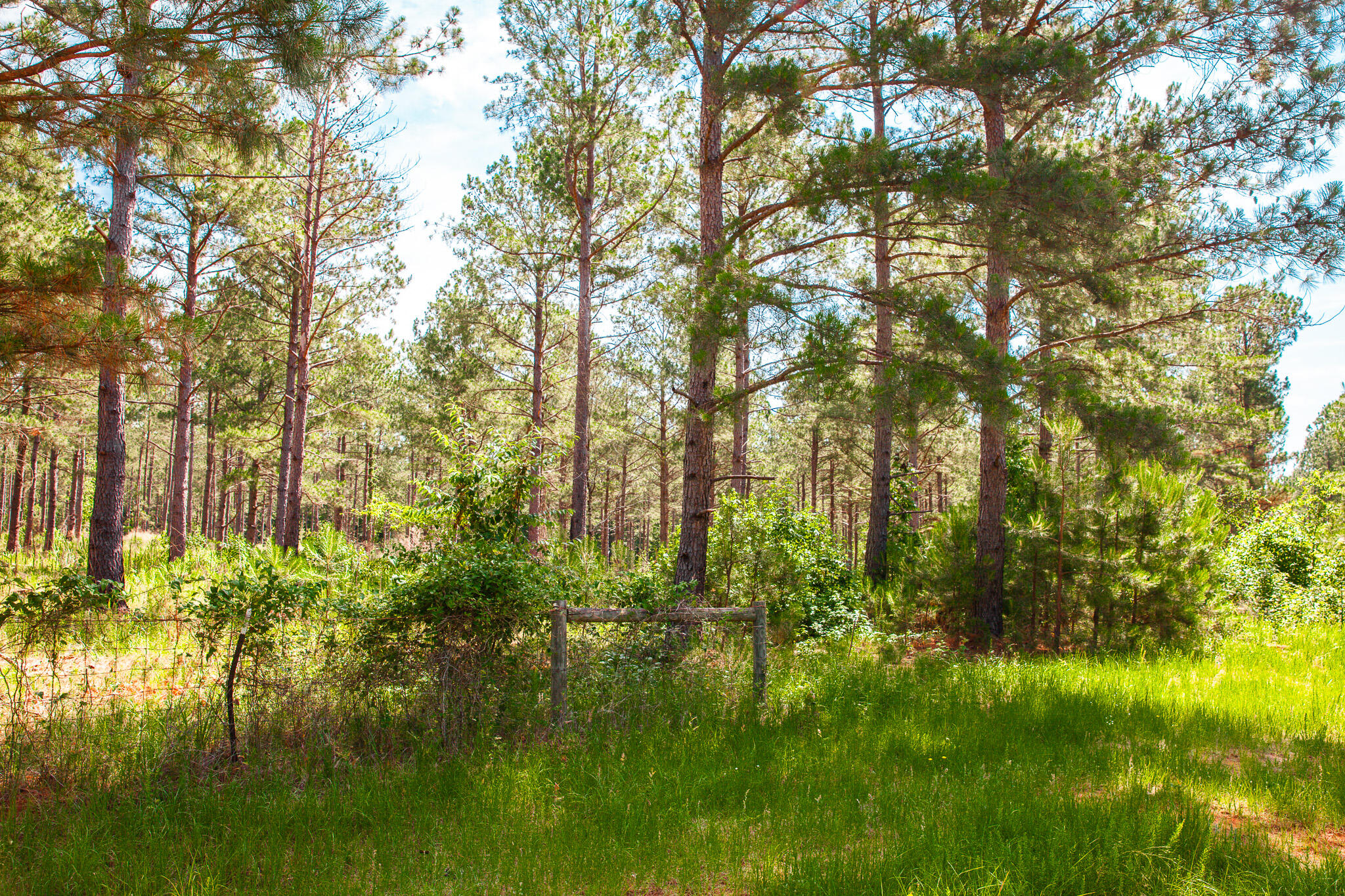 7185 Bill Dorn Road Appling, GA 30802 - Photo 1 of 5 IMG_1423