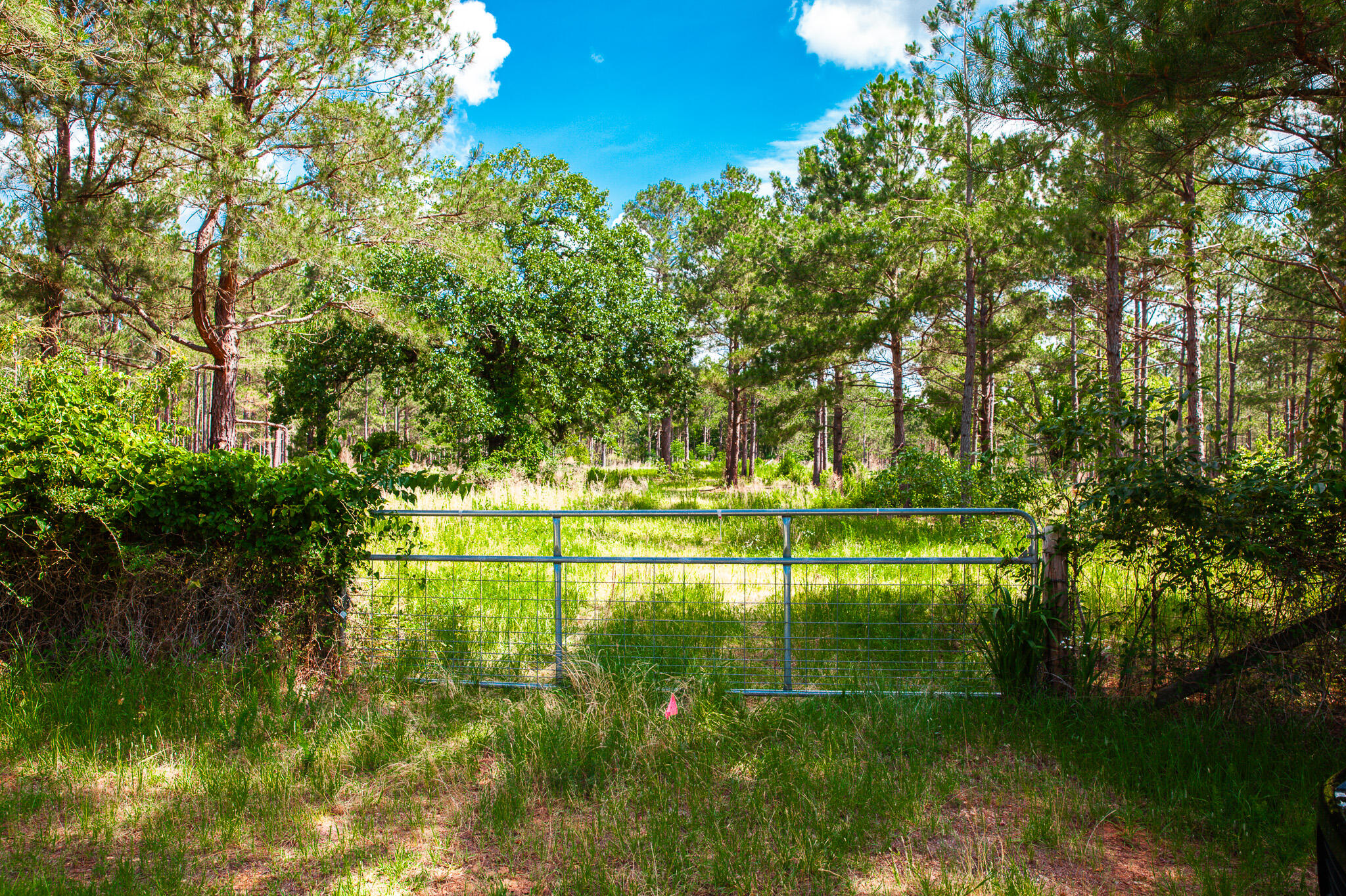 7185 Bill Dorn Road Appling, GA 30802 - Photo 2 of 5 IMG_1434