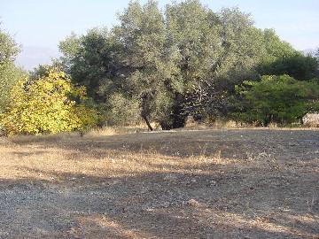 30307 Auberry Road Prather, CA 93651 - Photo 4 of 5 Gallery Image 4