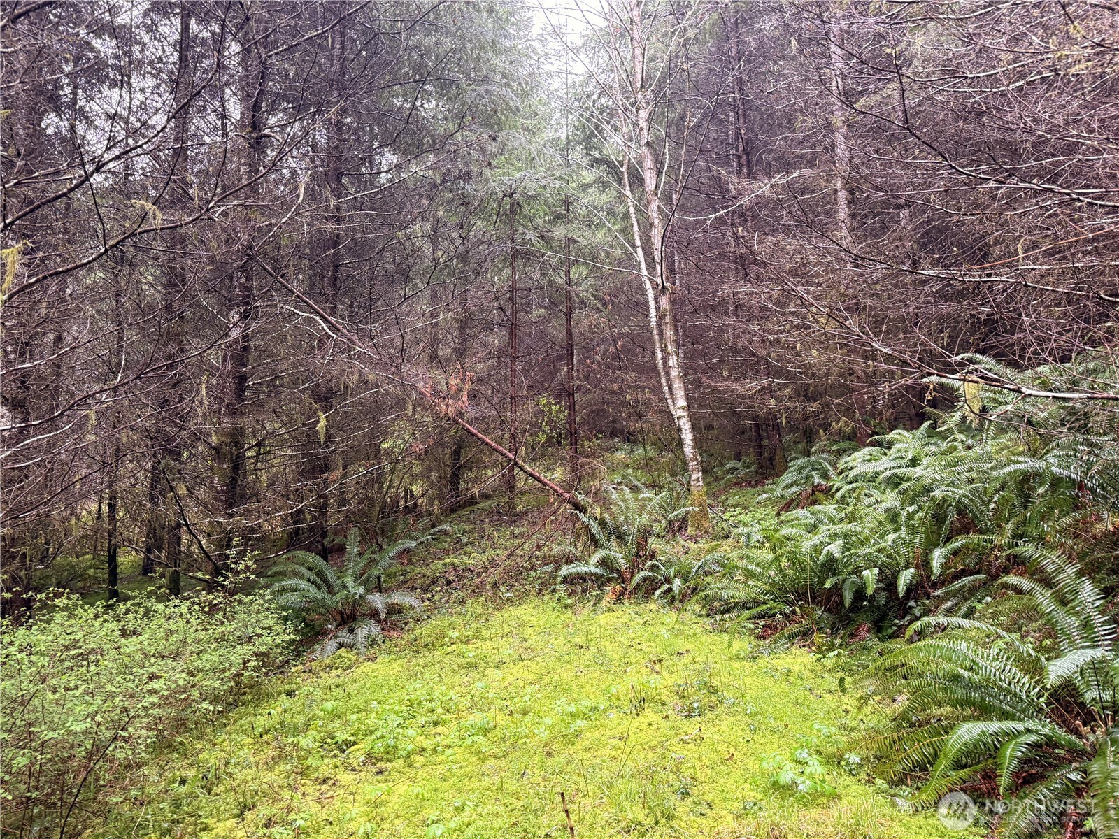 0 Bunker Creek Road Chehalis, WA 98532 - Photo 11 of 20 a backyard of a house with lots of plants and tree