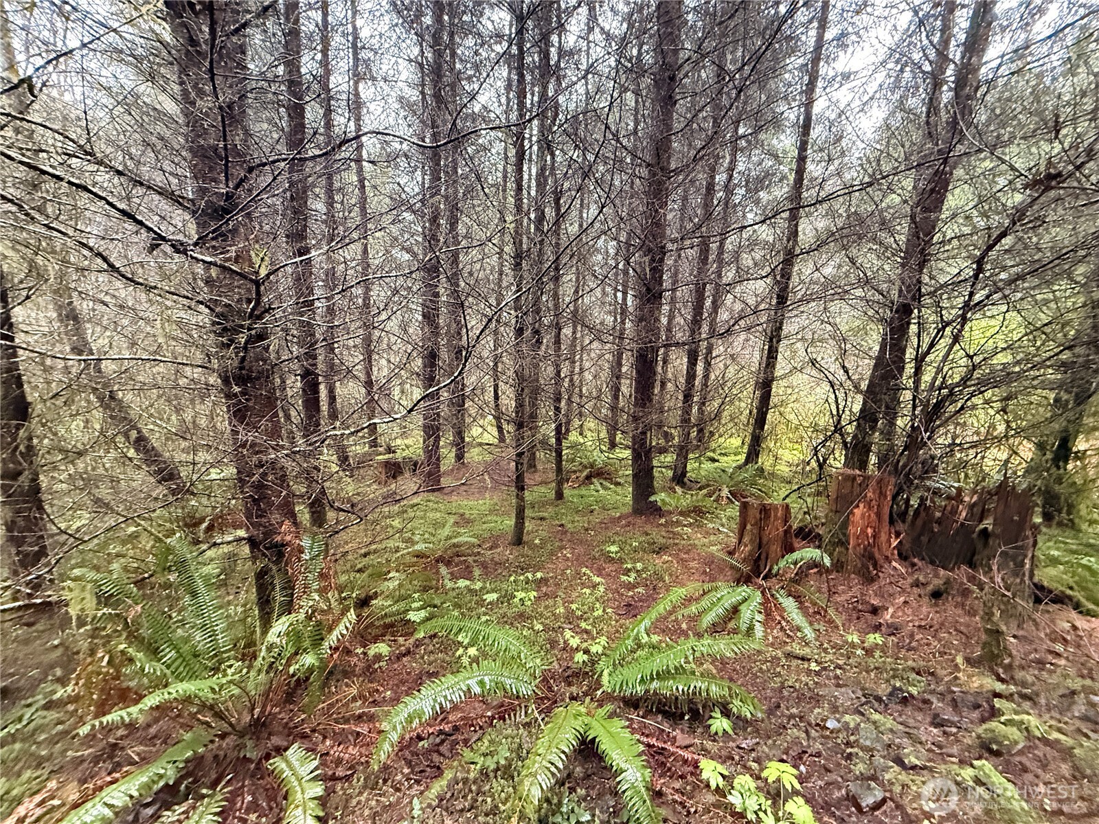0 Bunker Creek Road Chehalis, WA 98532 - Photo 12 of 20 a backyard of a house with lots of green space