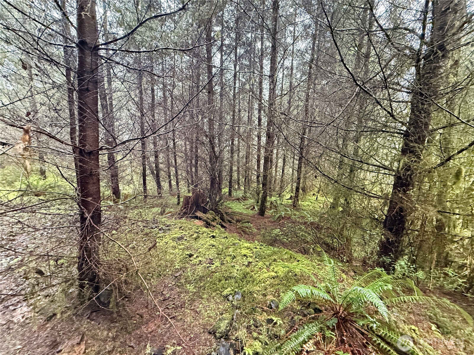 0 Bunker Creek Road Chehalis, WA 98532 - Photo 14 of 20 a view of a yard with plants and trees
