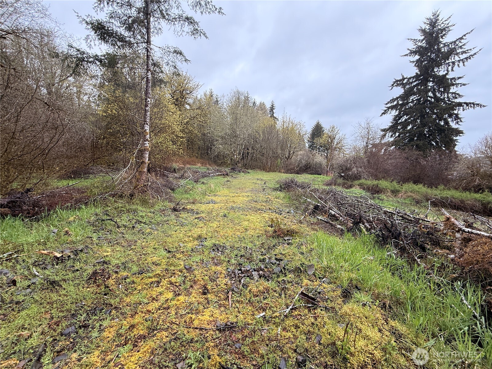 0 Bunker Creek Road Chehalis, WA 98532 - Photo 4 of 20 a view of a yard with a tree