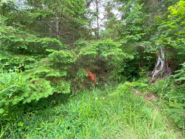 a view of a lush green forest