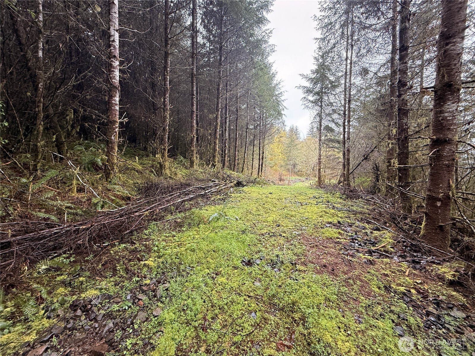 0 Bunker Creek Road Chehalis, WA 98532 - Photo 5 of 20 a view of a yard with large trees