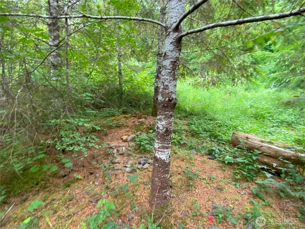 a view of a yard with a tree