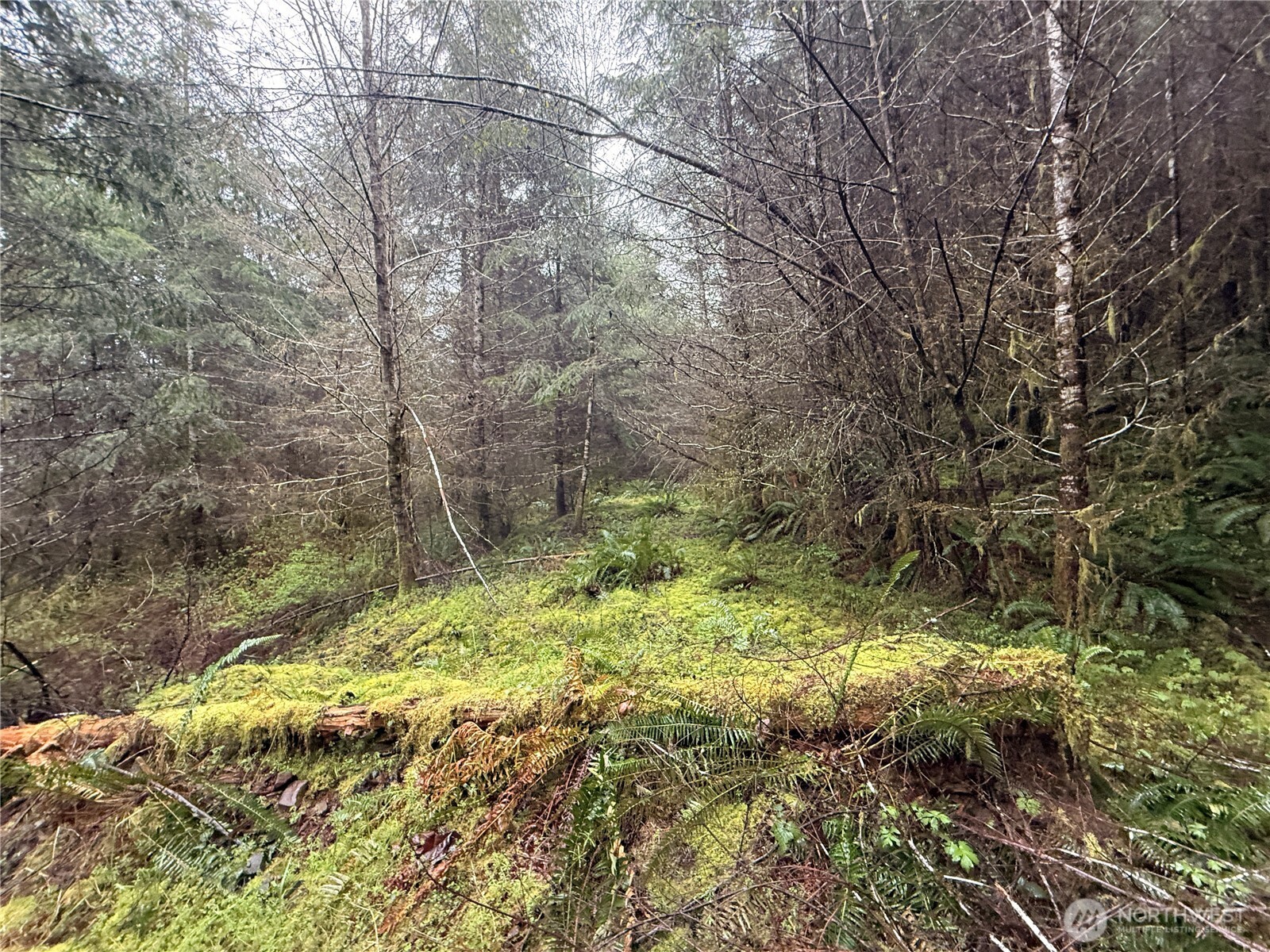 0 Bunker Creek Road Chehalis, WA 98532 - Photo 10 of 20 a view of a yard with large trees