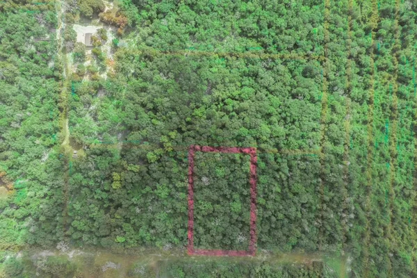 a view of forest