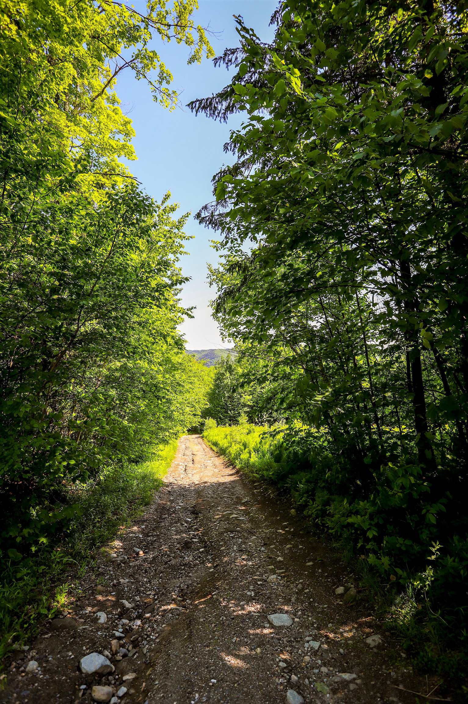 2800 Ward Hill Road Duxbury, VT 05660 - Photo 8 of 11