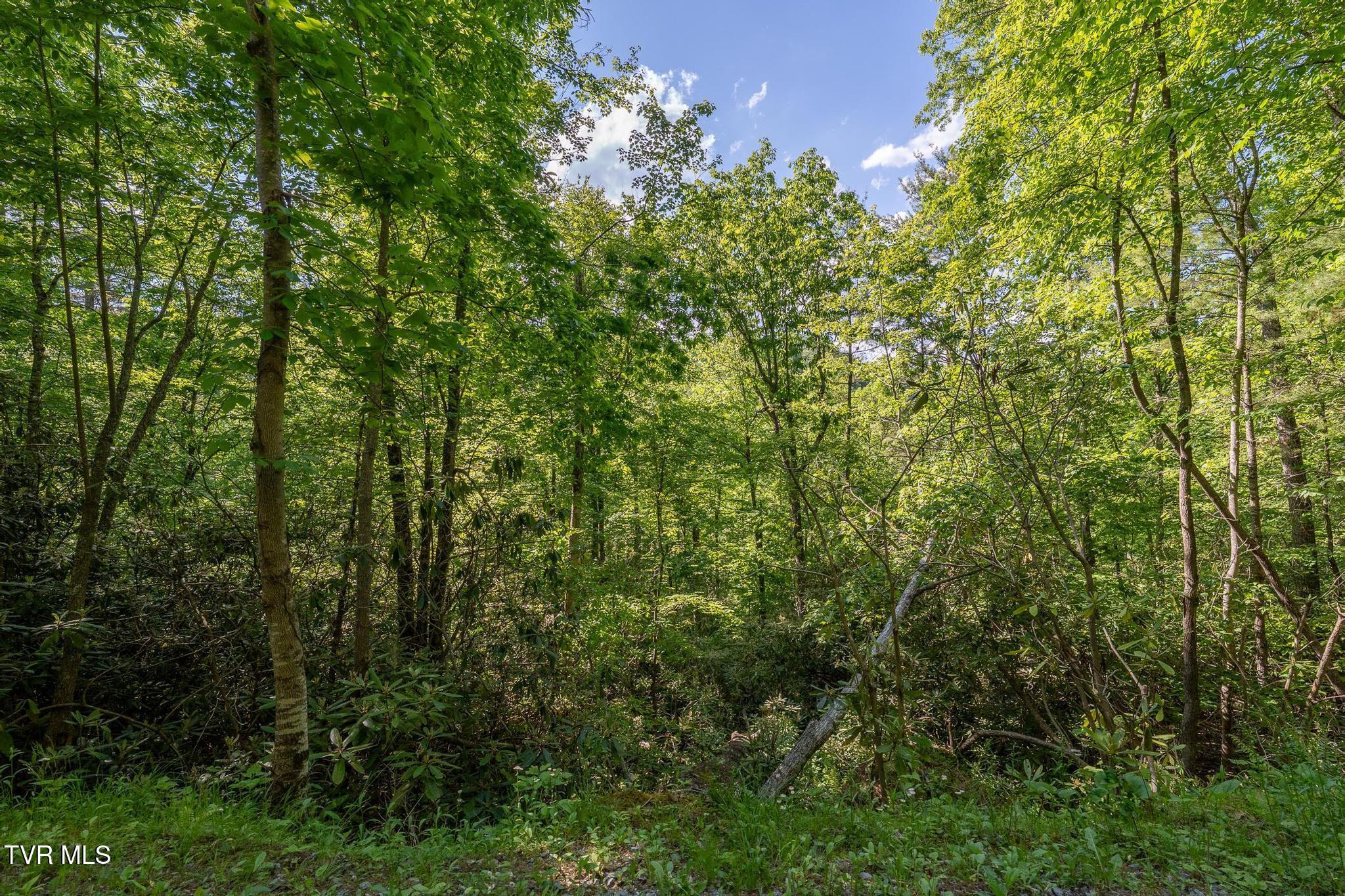 Tbd Canaan Road Butler, TN 37640 - Photo 15 of 24 TBD Canaan Road (37 of 39)