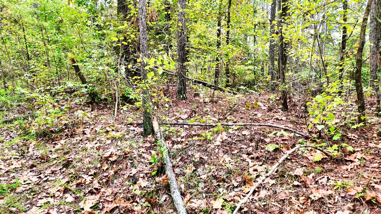 0 Sain Road Bolivar, TN 38008 - Photo 12 of 25