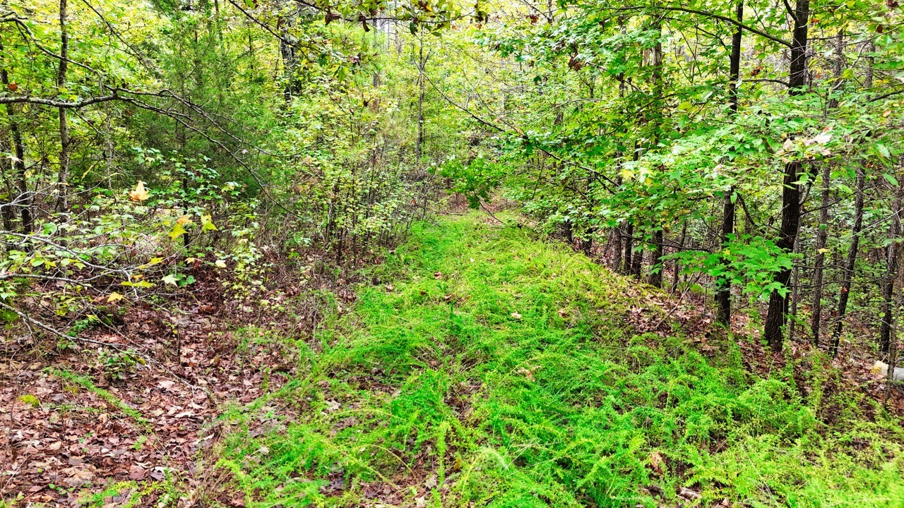 0 Sain Road Bolivar, TN 38008 - Photo 17 of 25