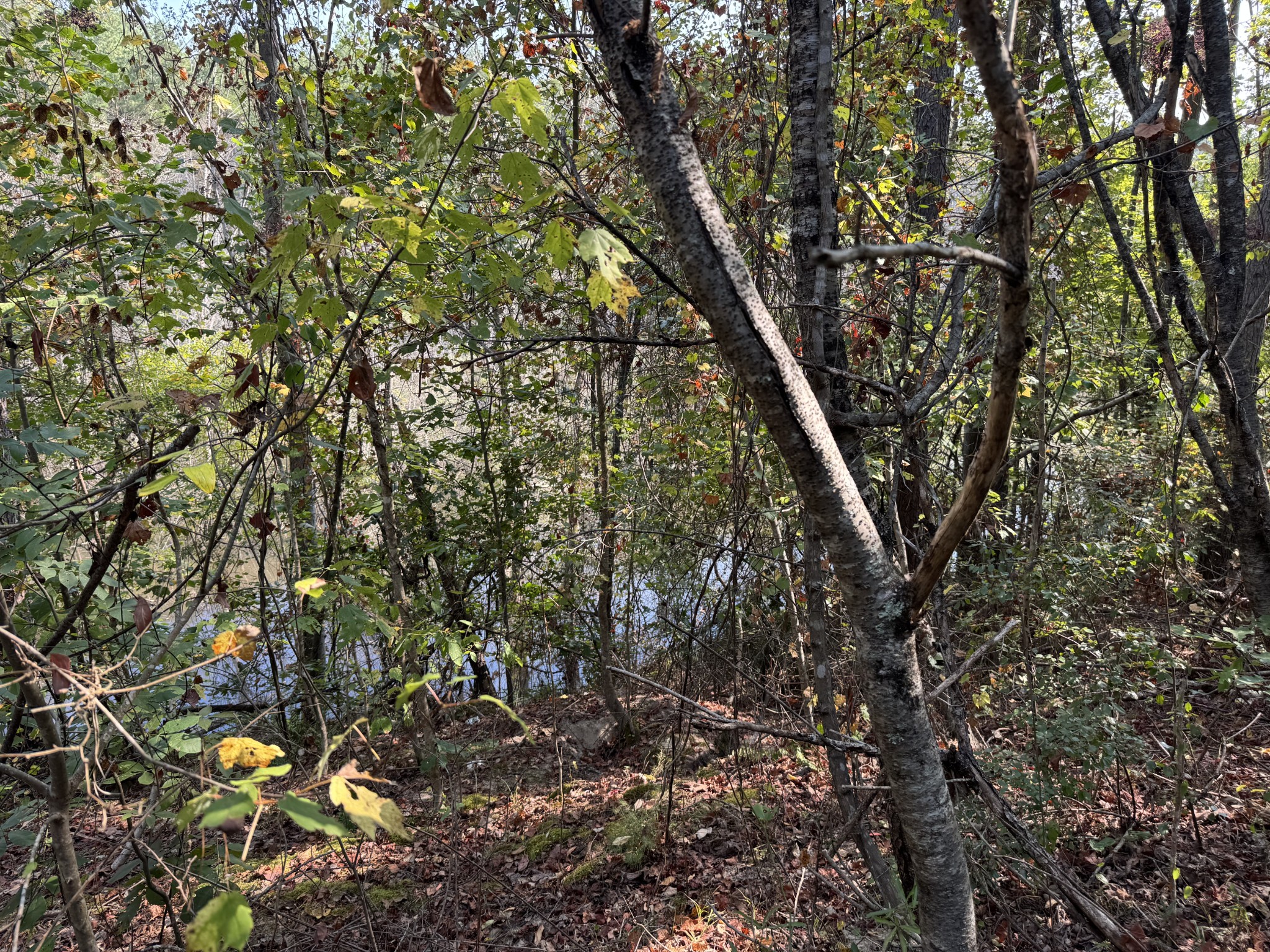 0 Sain Road Bolivar, TN 38008 - Photo 20 of 25