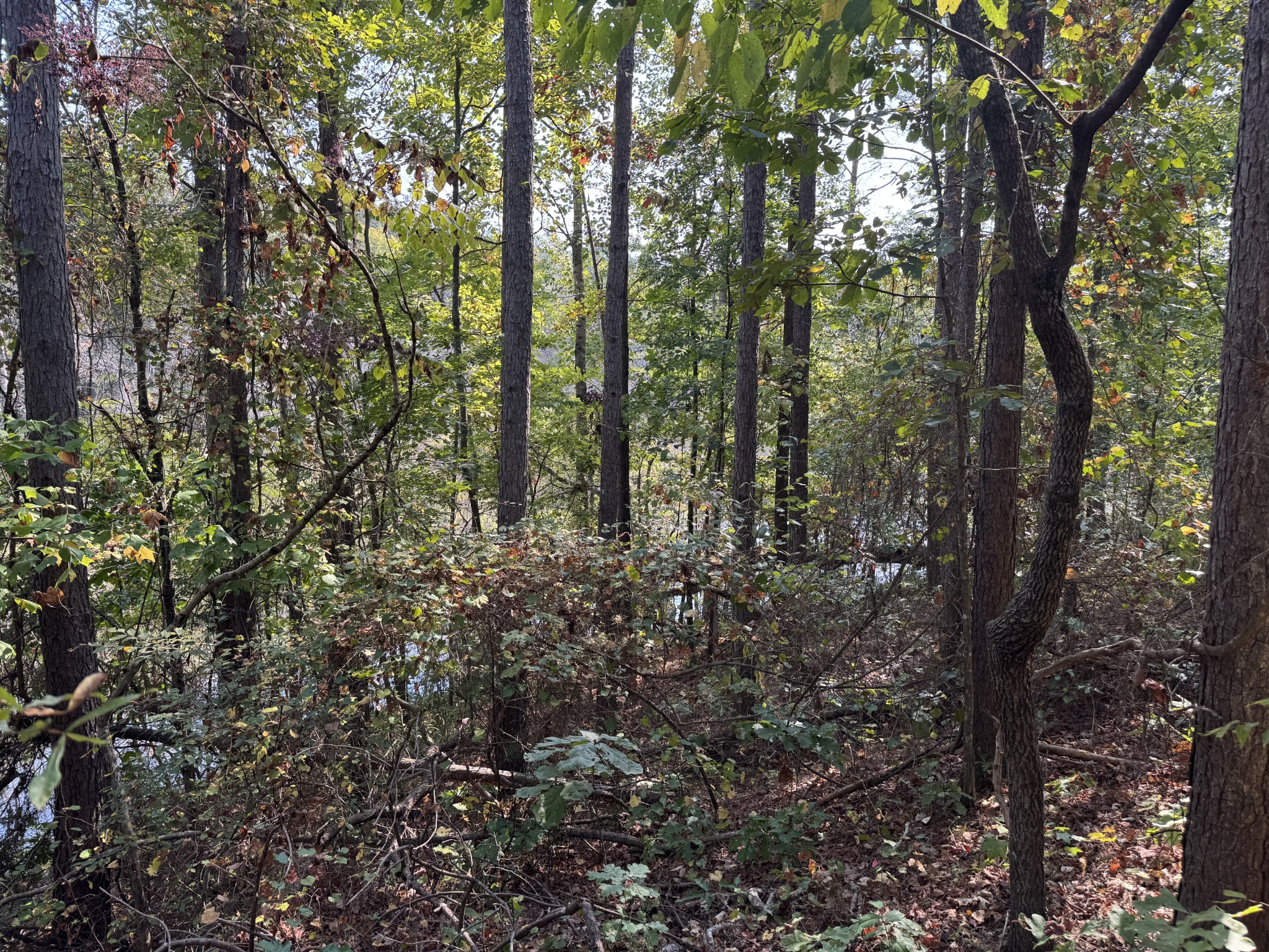 0 Sain Road Bolivar, TN 38008 - Photo 21 of 25