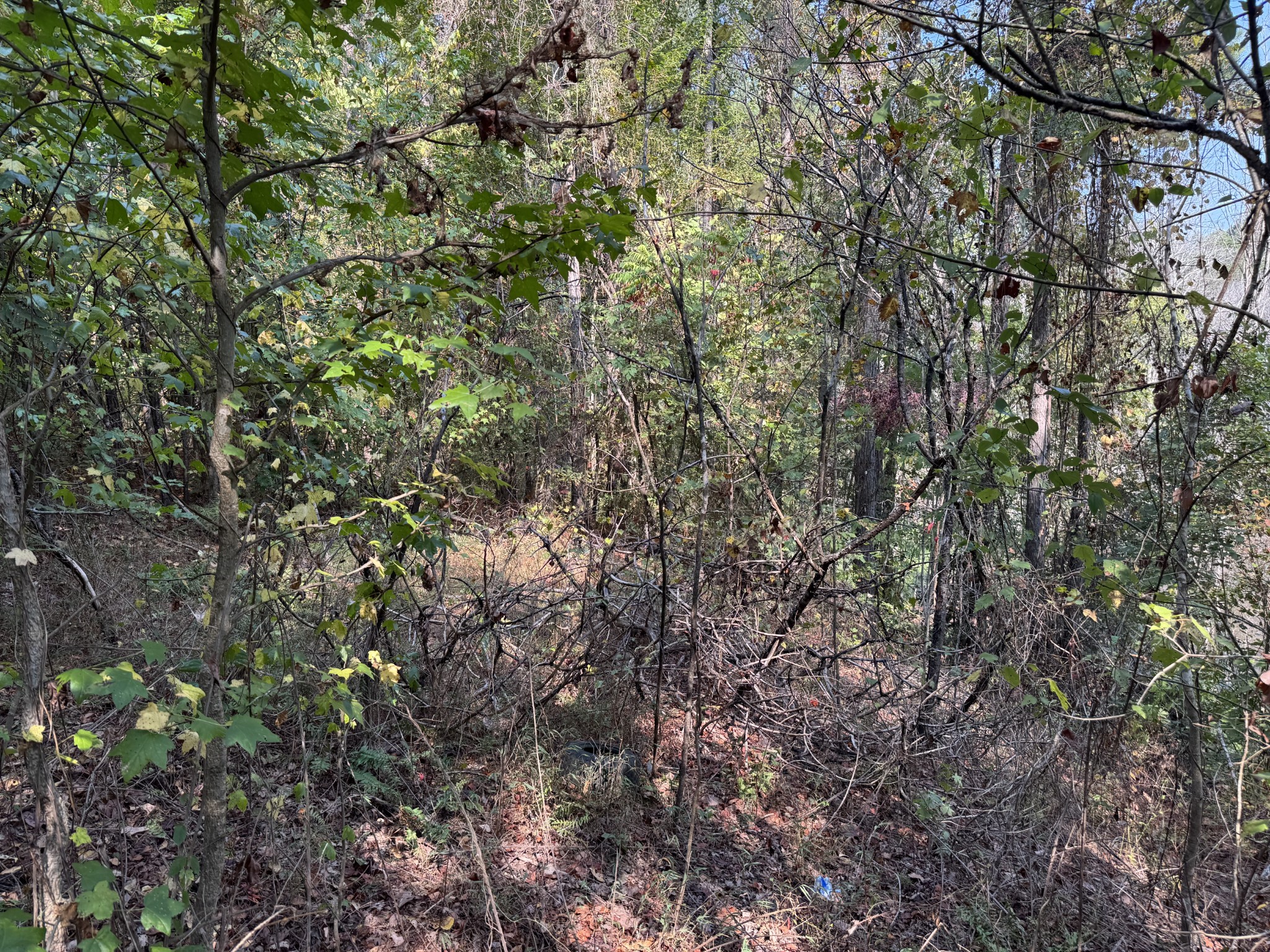 0 Sain Road Bolivar, TN 38008 - Photo 22 of 25