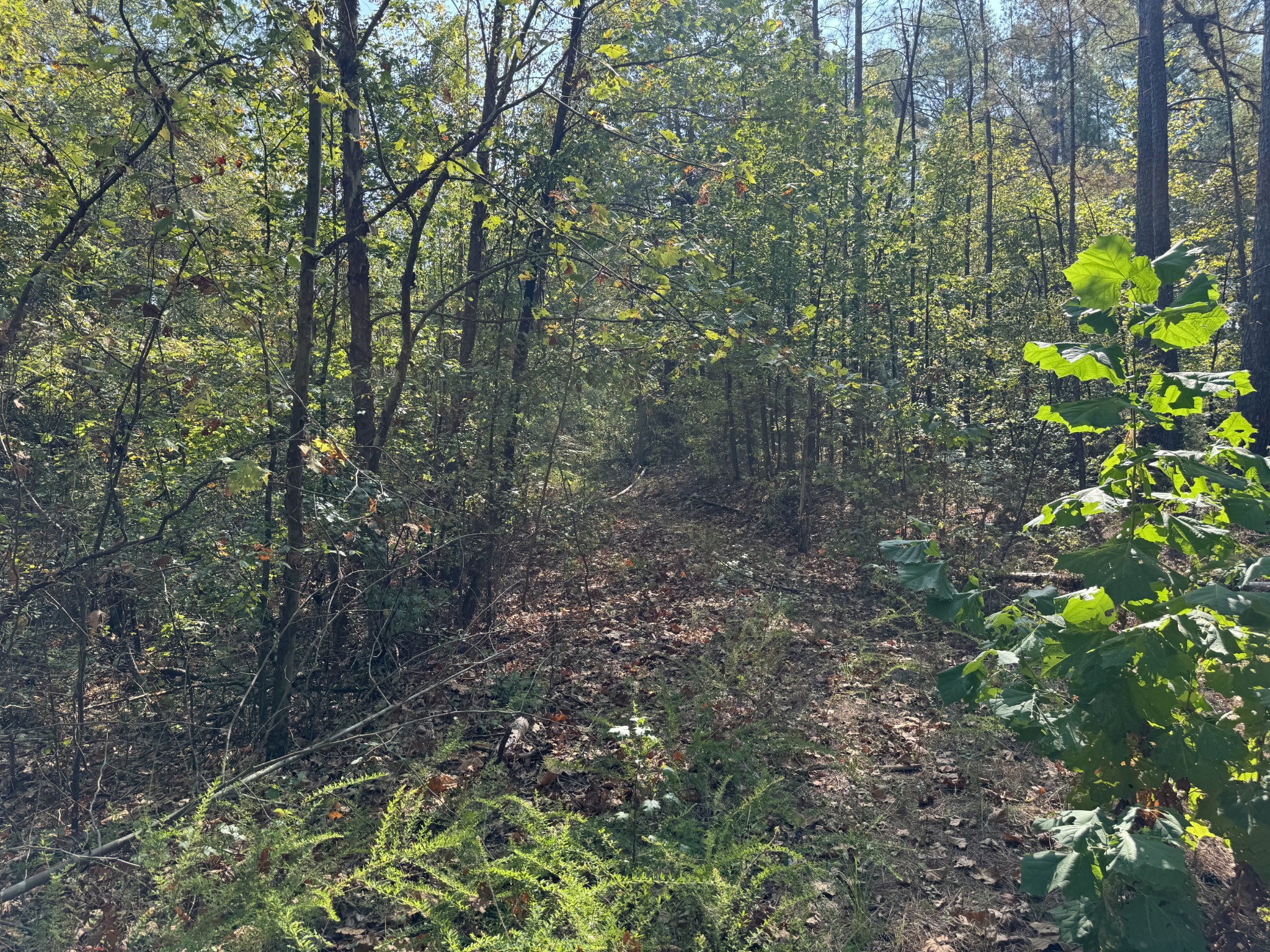 0 Sain Road Bolivar, TN 38008 - Photo 23 of 25