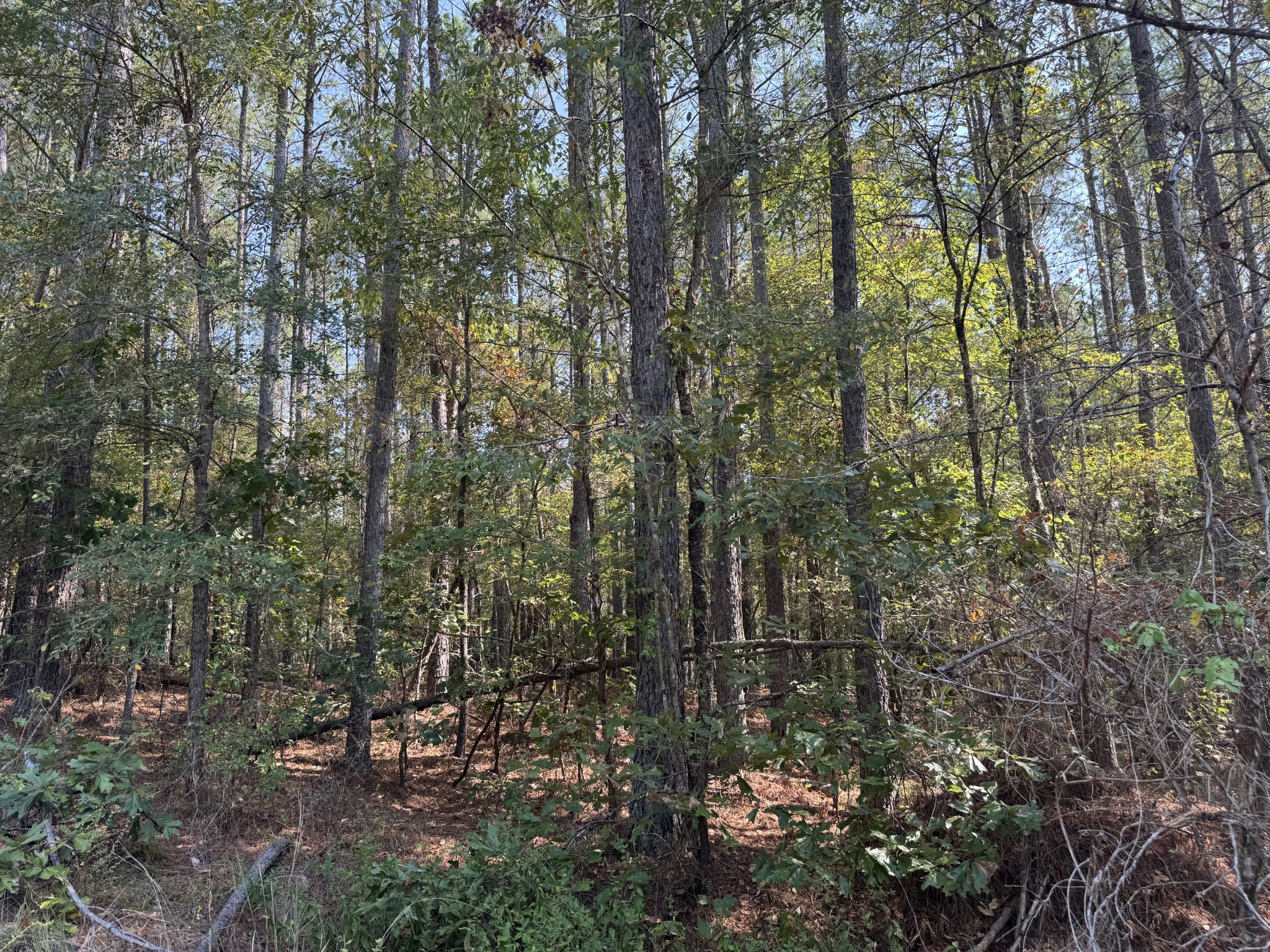 0 Sain Road Bolivar, TN 38008 - Photo 24 of 25