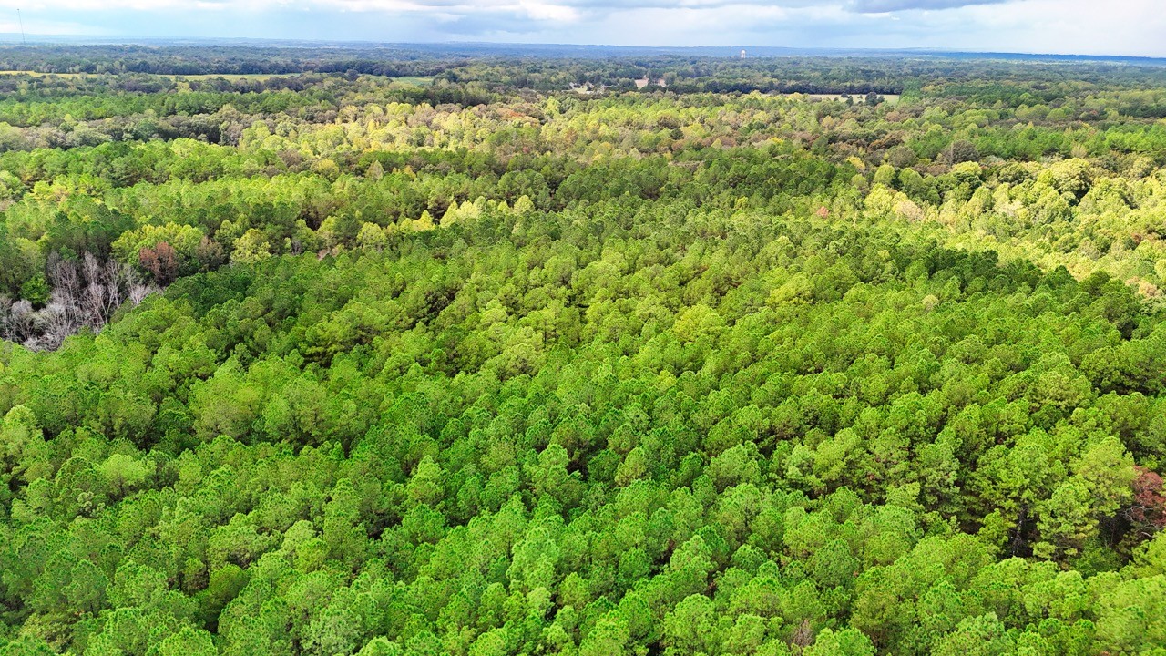 0 Sain Road Bolivar, TN 38008 - Photo 3 of 25