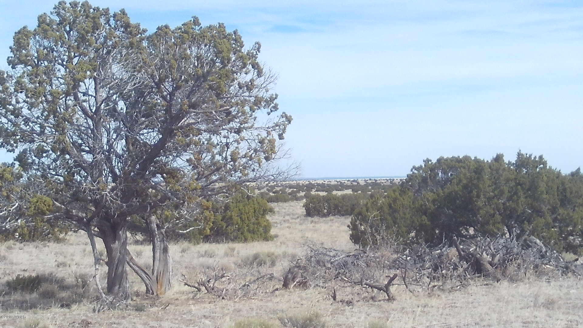 Lot 259 Elk Valley Ranch, Unit 3 St. Johns, AZ 85936 - Photo 1 of 5 a view of a dry yard with trees