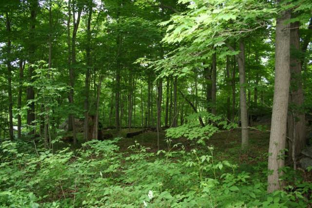 Lot 3 Old Farm Road Weston, CT 06883 - Photo 1 of 1 Gallery Image 1