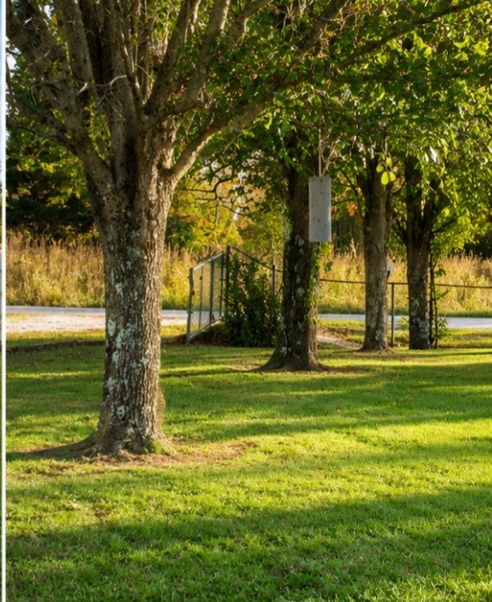 650 Point Mason Road Big Sandy, TN 38221 - Photo 3 of 4 a view of a trees in front of a big yard with wooden fence