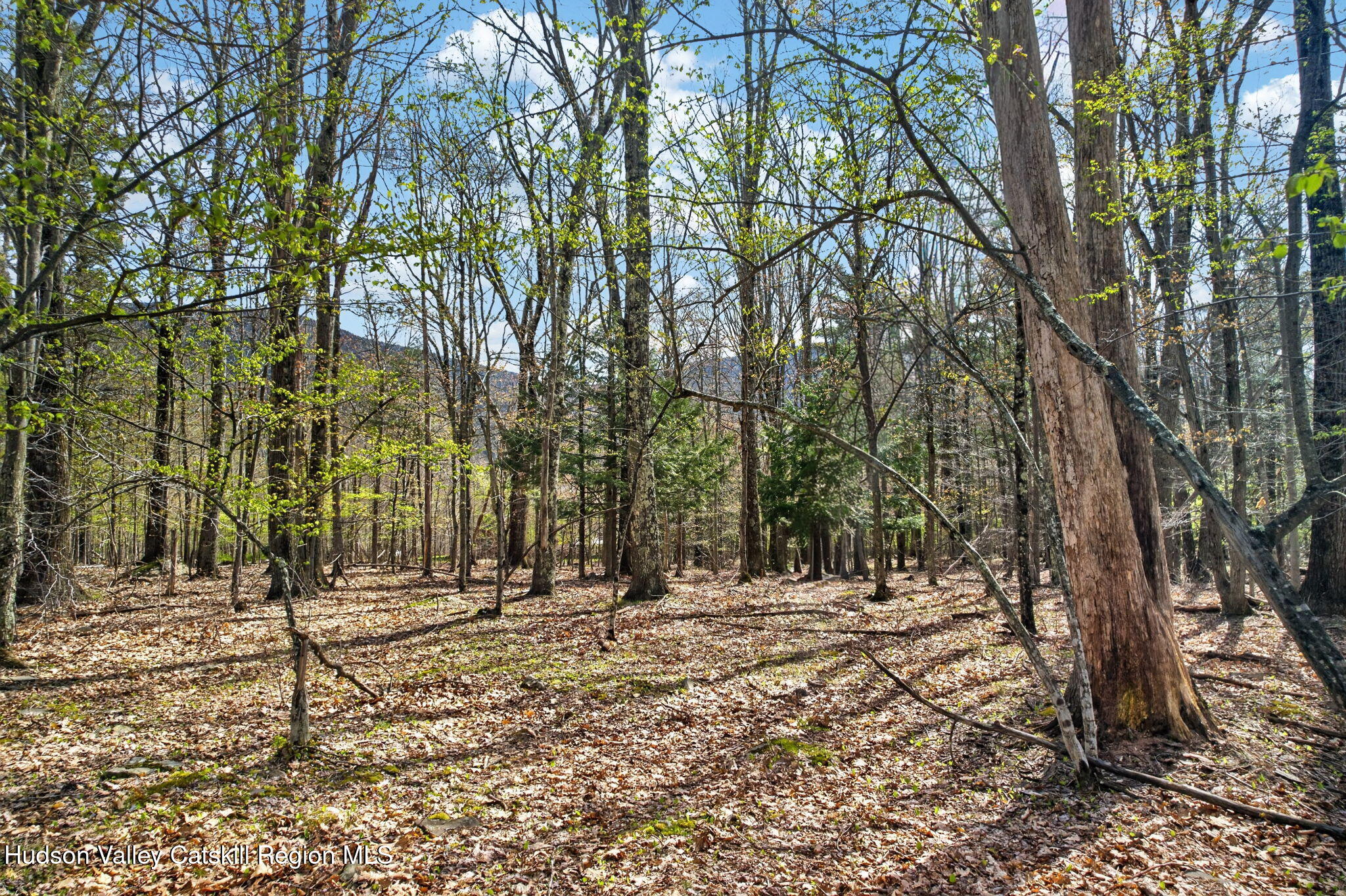 0 Camp Schoharie Road Hunter, NY 12442 - Photo 2 of 15 2-web-or-mls-camp-schoharie-rd