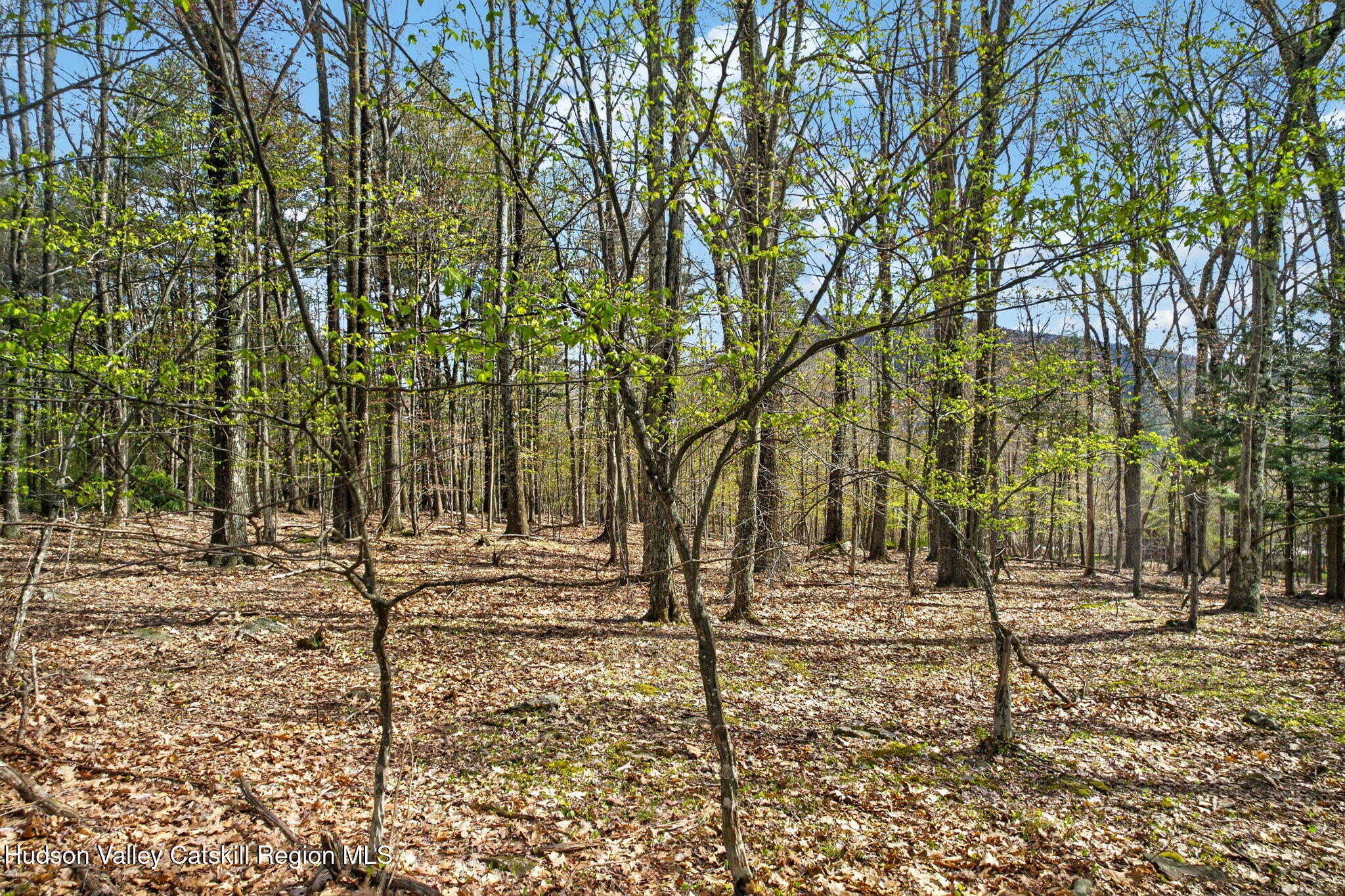0 Camp Schoharie Road Hunter, NY 12442 - Photo 4 of 15 4-web-or-mls-camp-schoharie-rd
