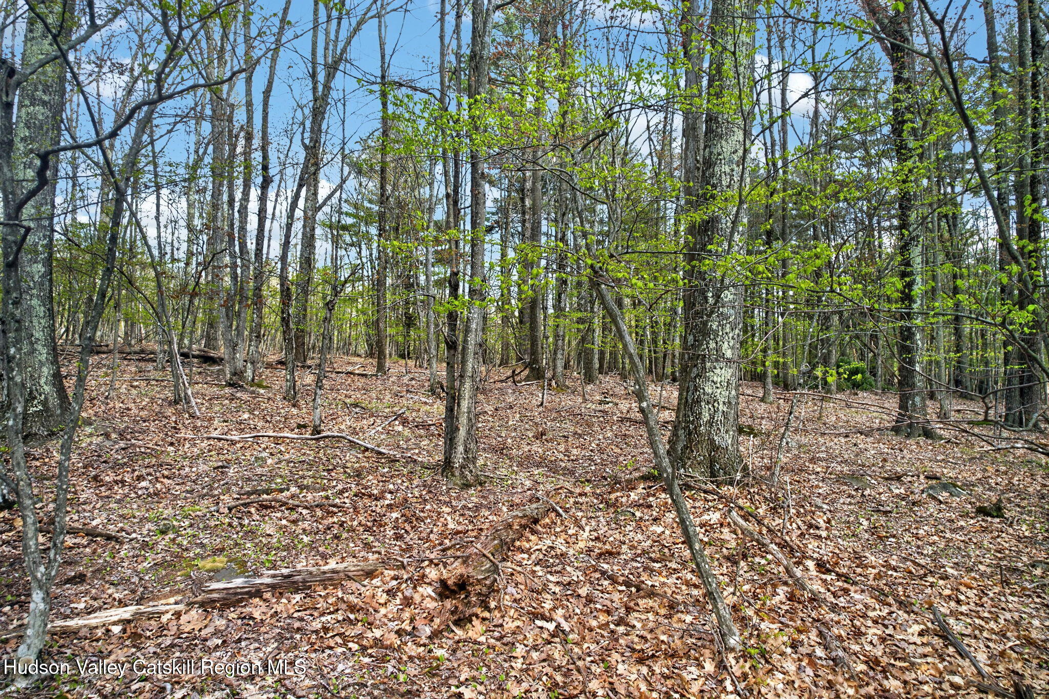 0 Camp Schoharie Road Hunter, NY 12442 - Photo 5 of 15 5-web-or-mls-camp-schoharie-rd