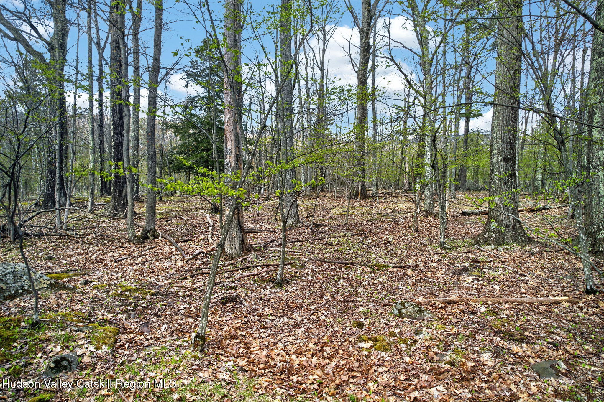0 Camp Schoharie Road Hunter, NY 12442 - Photo 6 of 15 6-web-or-mls-camp-schoharie-rd