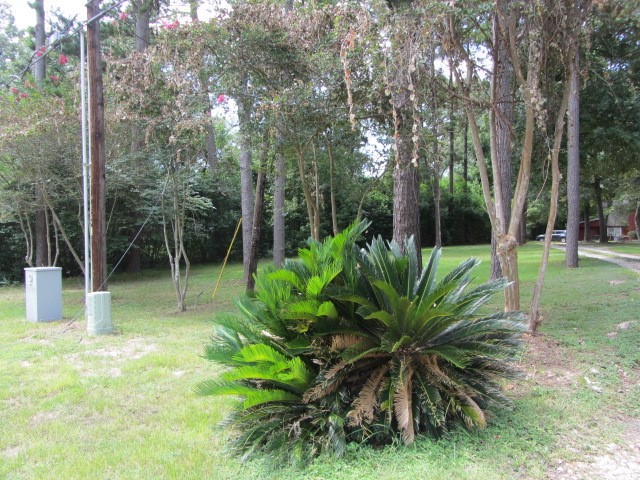 1368 Fish Hatchery Road Huntsville, TX 77320 - Photo 11 of 33 entry drive looking left