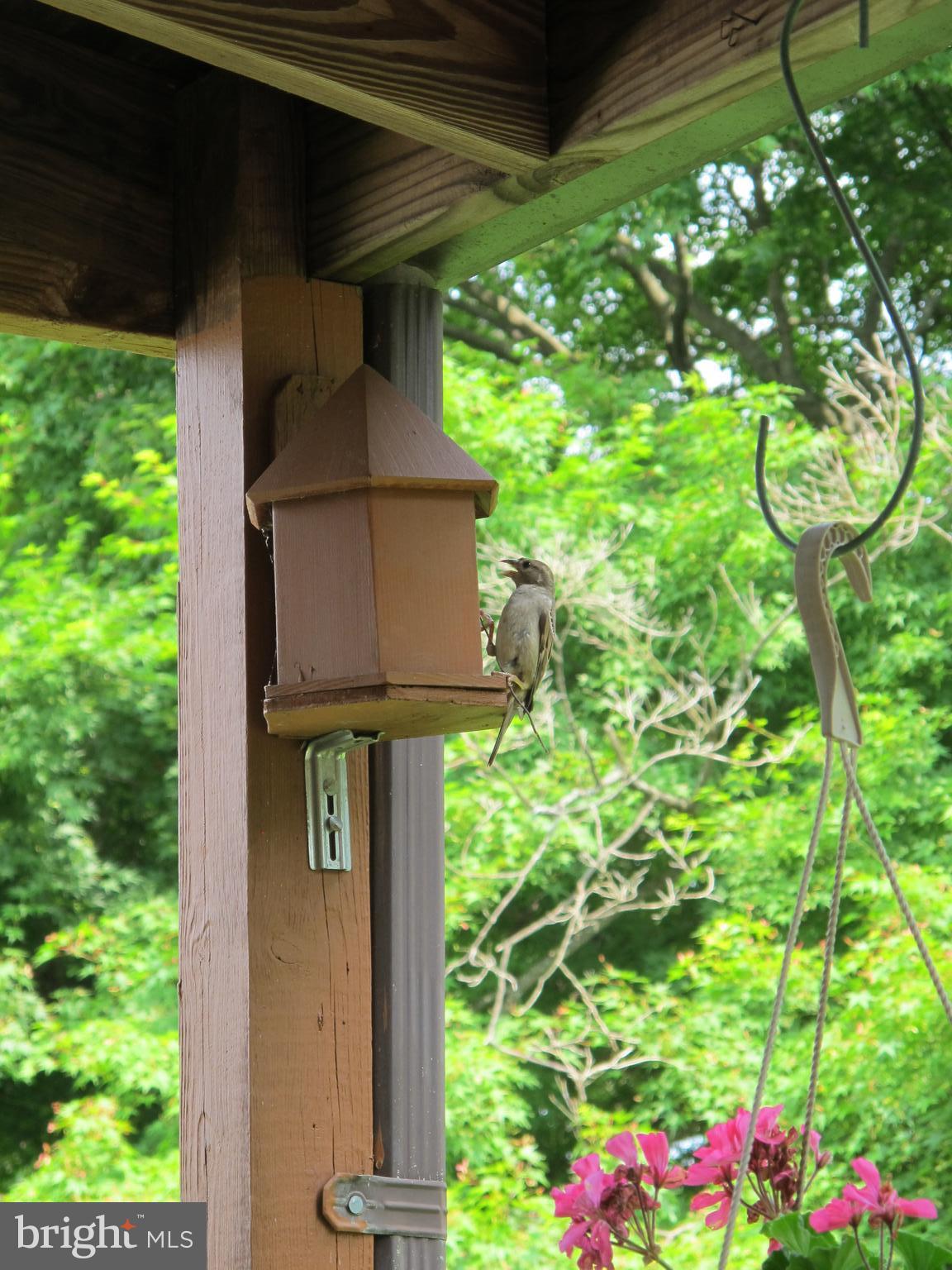 19 North Line Road Newtown Square, PA 19073 - Photo 33 of 39 Bird house under deck roof