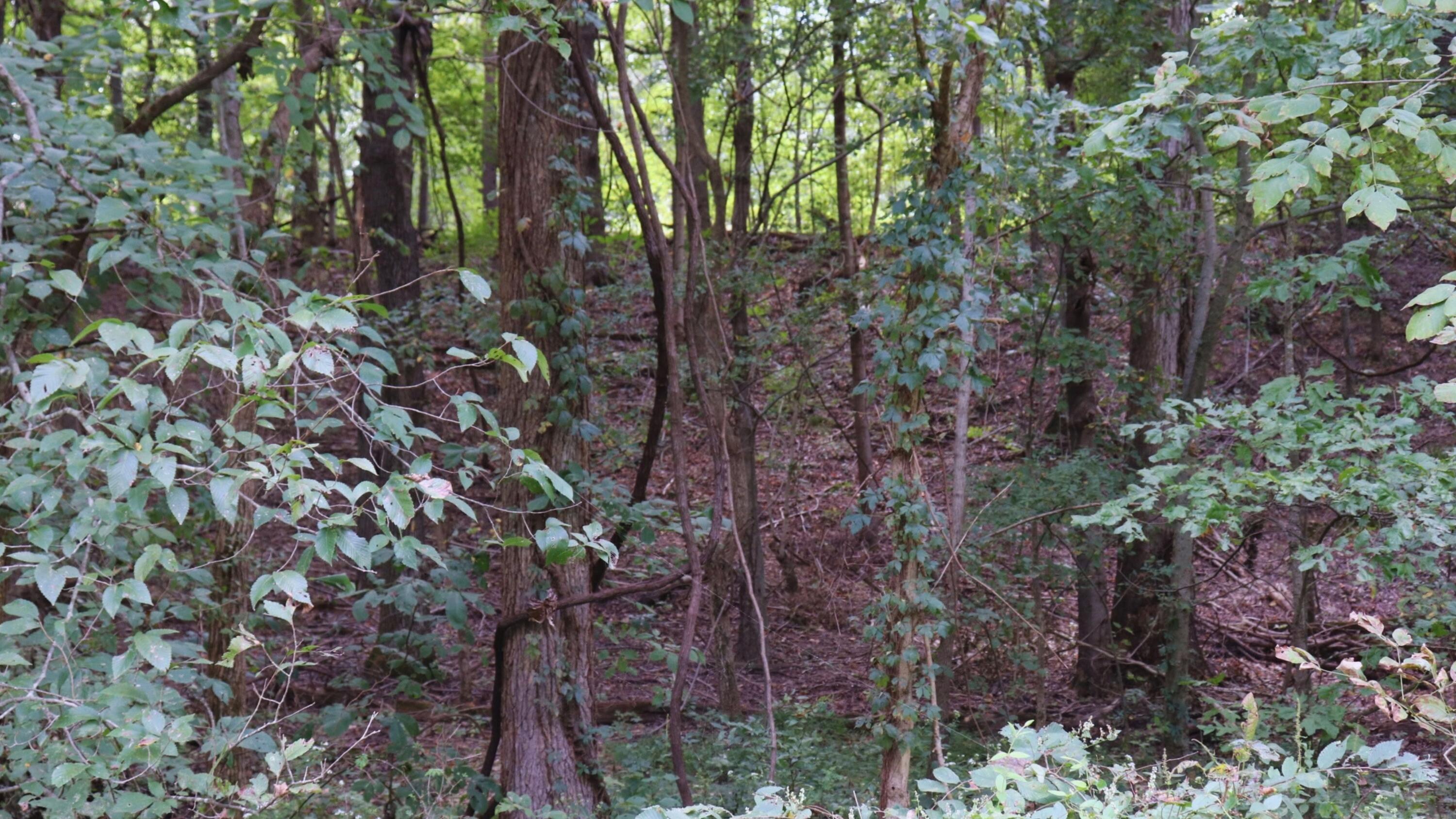 999 Wickliffe Road Wickliffe, KY 42087 - Photo 12 of 13 11