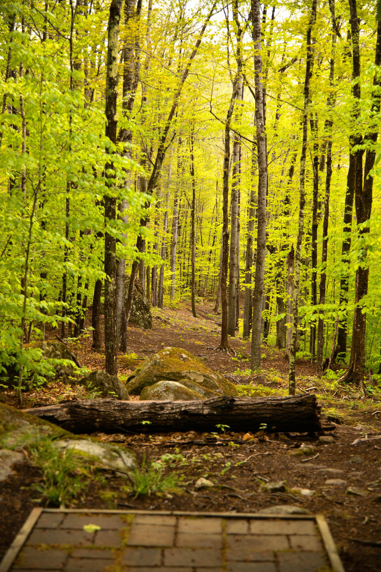 859 Maine Street Stoneham, ME 04231 - Photo 93 of 126 DSC_1557