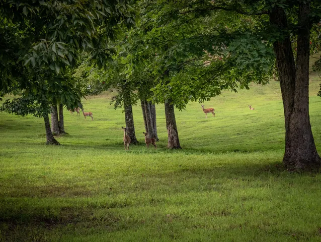 $1,100,000 | 93 Grand Vista Drive, Dunlap, TN 37327