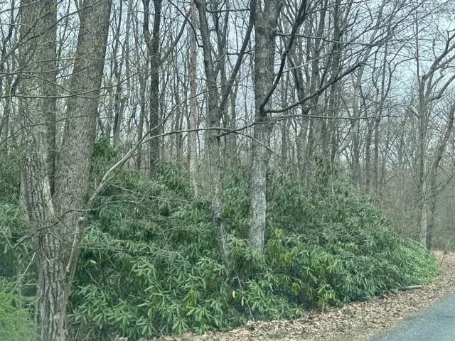 a backyard of a house with lots of green space
