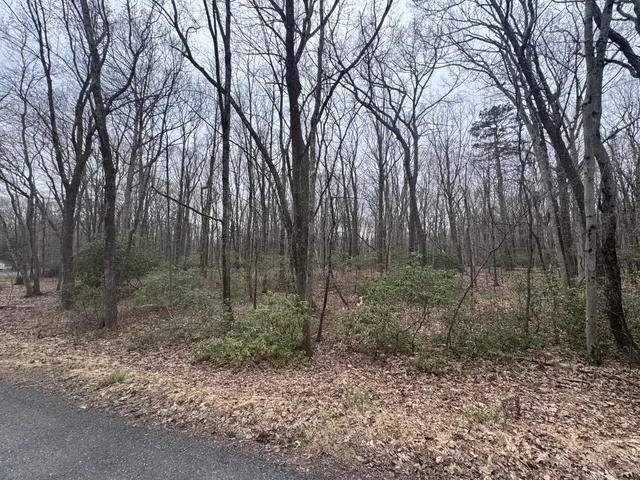 a view of a forest with trees in the background