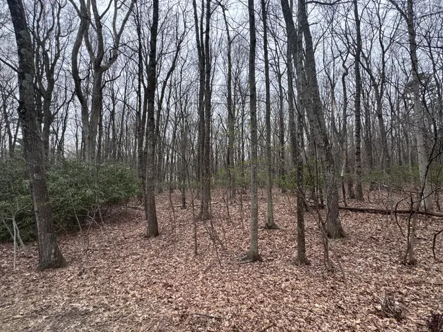 a view of a forest with trees in the background
